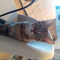 LILI