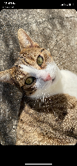 Loky
