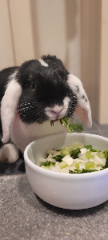 Oreo