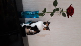 Cannelle