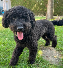 Benji
