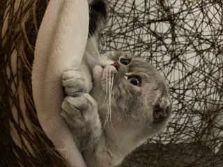 Pepper
