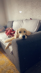 Django