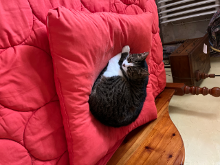 Mimi