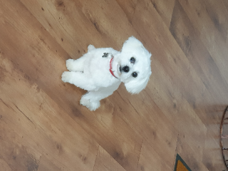 Poppy