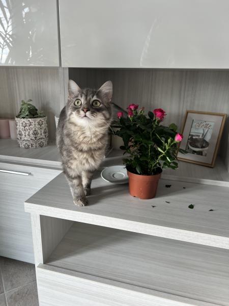 Leo