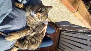 Minette