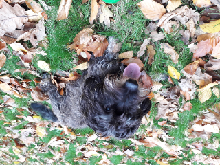Gustave