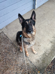 Dina
