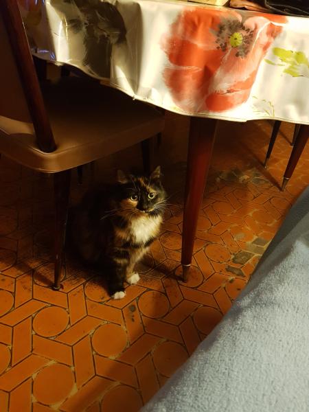 Sissi