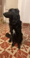 Sufi