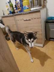 Nala