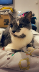 Nala