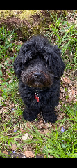 Ringo