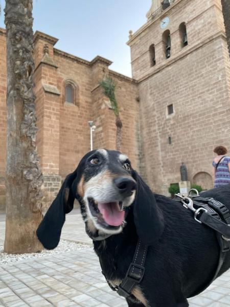 Zorro