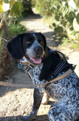 Jango