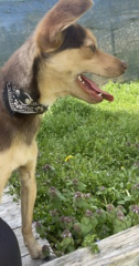 Tino