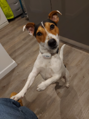 Tino