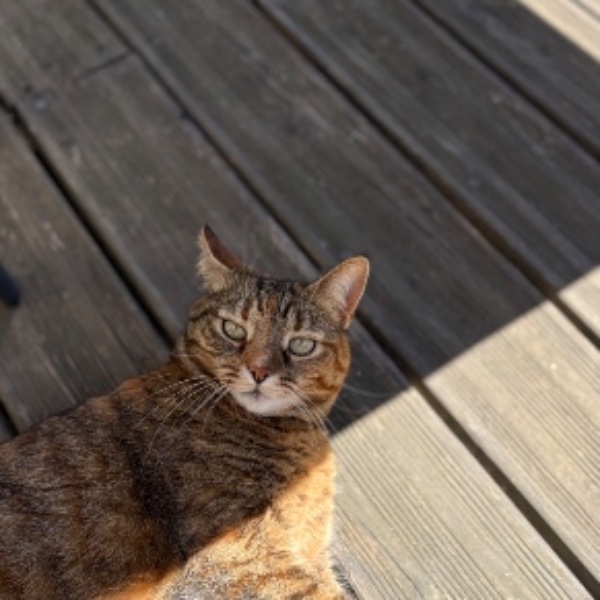 Kitty