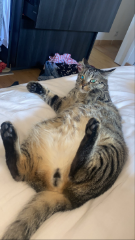 Ramses
