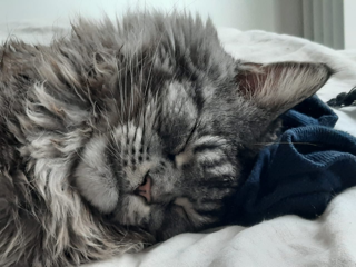Milo