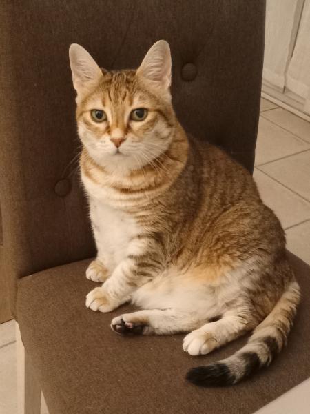 Moumou