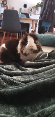 Daisy