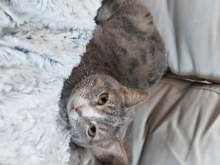 Myrtille