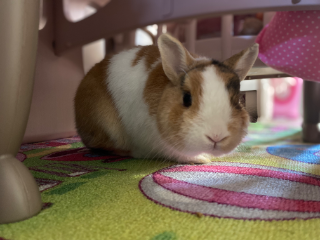 Robert