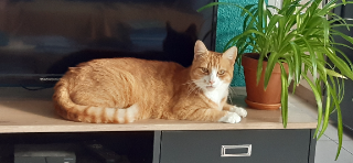 Popote