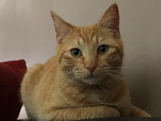 Garfield