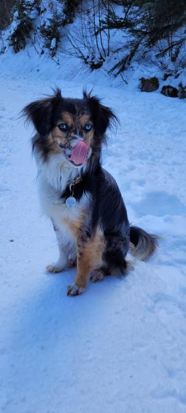 Rollo