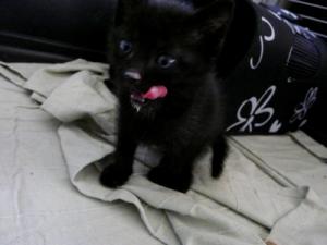 Blacky