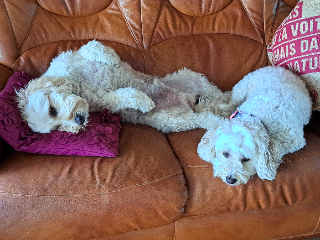 Milou