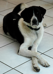 Jym