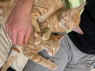 Milo