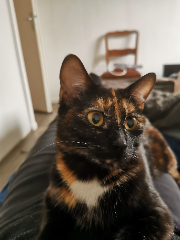 Floki