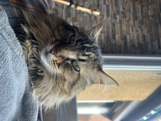 Moustique