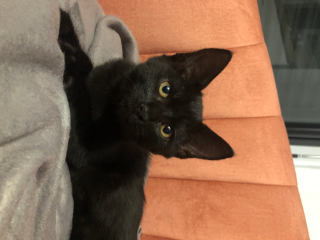 Lili
