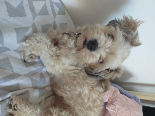 Louna