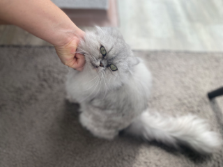 Minette 💕