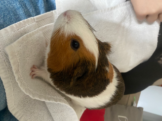 Archie