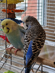 Birdy