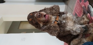 Marley
