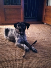 Dixie