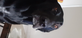 MORIS