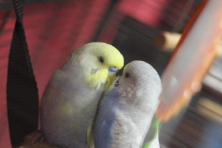 Sky et nouk