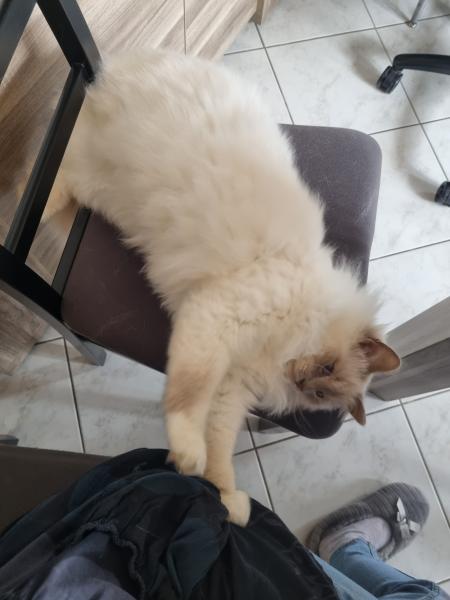 Paolo