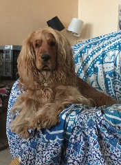 Olaf