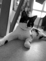 Oscar